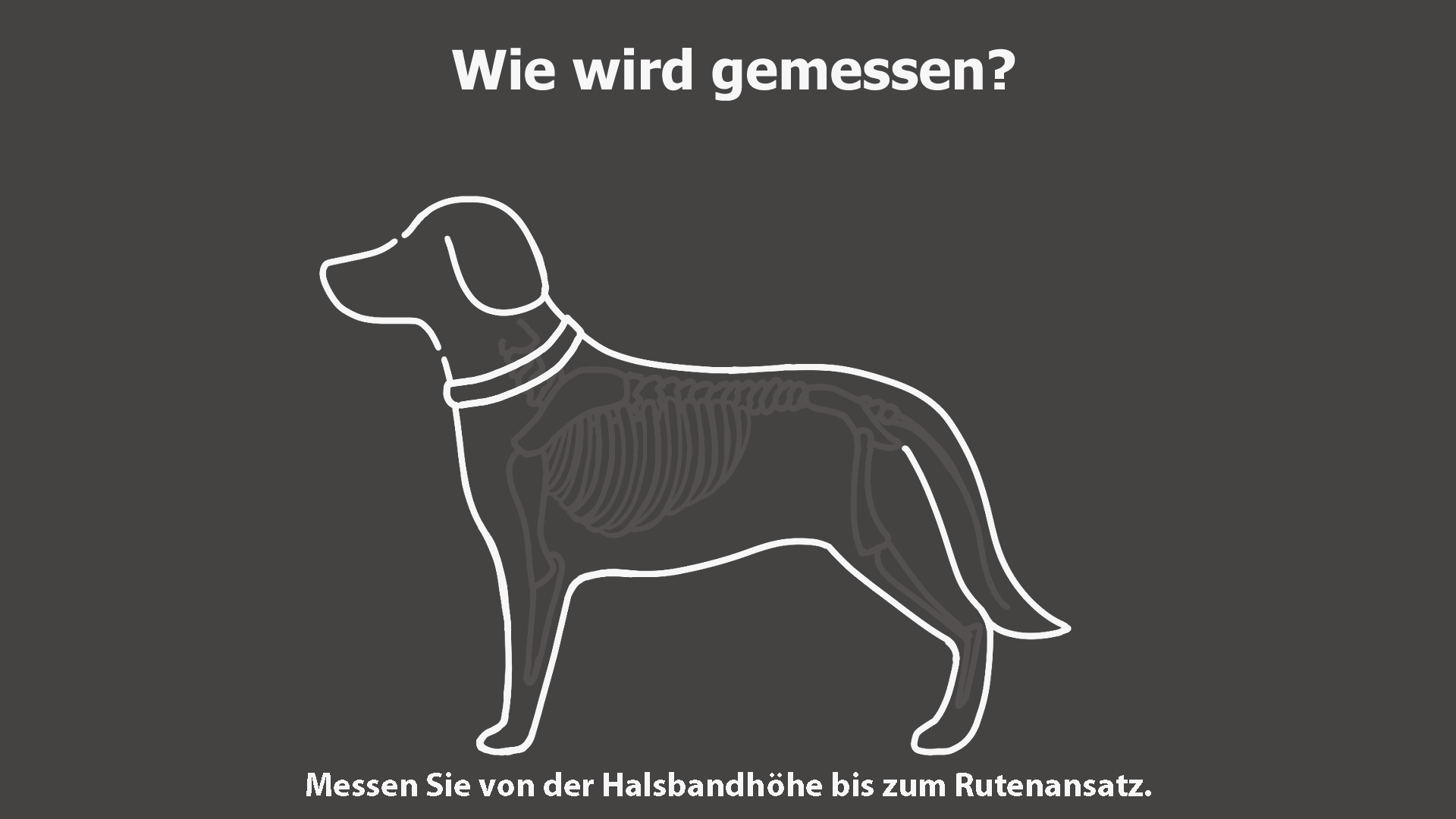 ActionFactory Messanleitung – Rückenlänge des Hundes von der Halsbandhöhe bis zum Rutenansatz messen